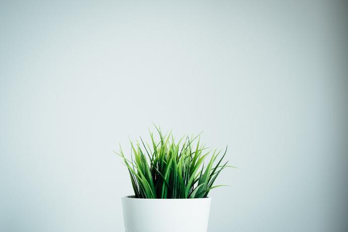 green leafed plants in white ceramic vase